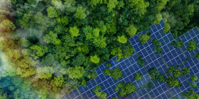 Solar panels in a forest generating clean energy while reducing pollution and supporting nature conservation.